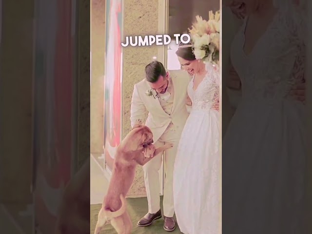 Stray Dog Got Adopted By This Married Couple ❤️ #stories #dog