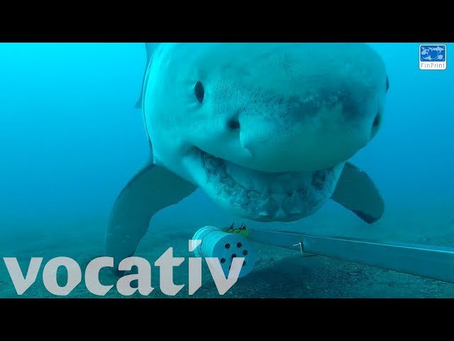 Curious Great White Shark Plays With Underwater Camera