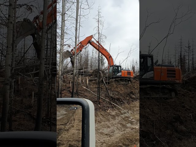 excavator goes logging