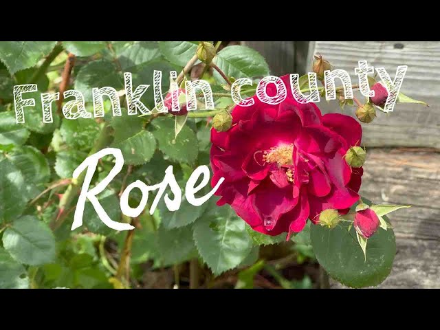 Franklin county rose
