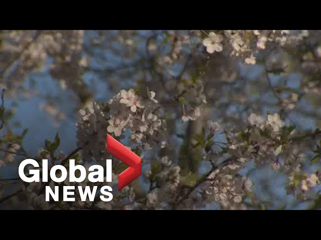Cherry blossoms bloom in Toronto's High Park | FULL