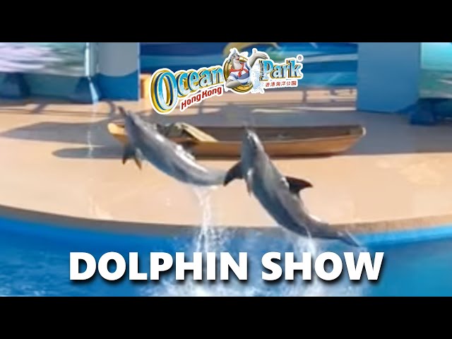 Ocean Park Hong Kong | Dolphin Show