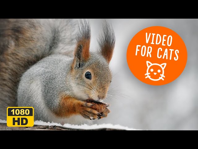 Squirrel TV for Cats 🐈 Purrfect Stress Relief & Happy Vibes