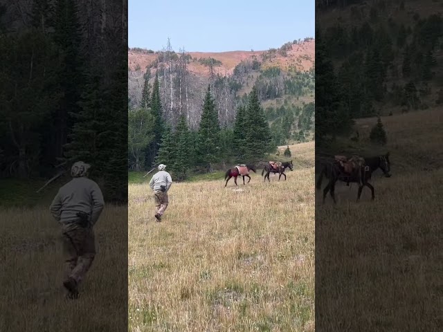 Horses got away while elk hunting #rockymountains #shorts