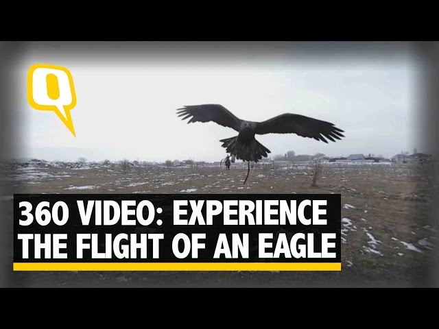 Quint 360: Experience the Flight of a Kazakh Golden Eagle in 360 Video