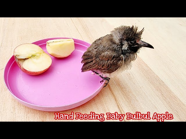 Baby Bulbul Hand Feeding Apple - Bulbul Baby's Eating Apple | Animals Change