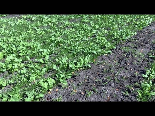 Cover Crops after Tomatoes