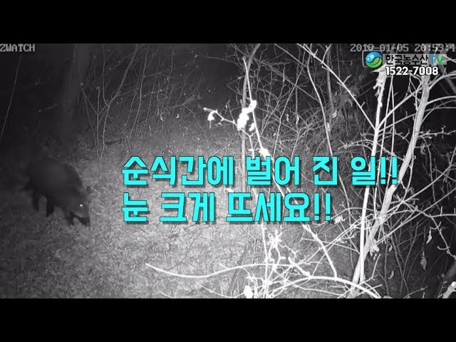 [KAF TV] A fantastic story of government official's eradication of a wild boar!!