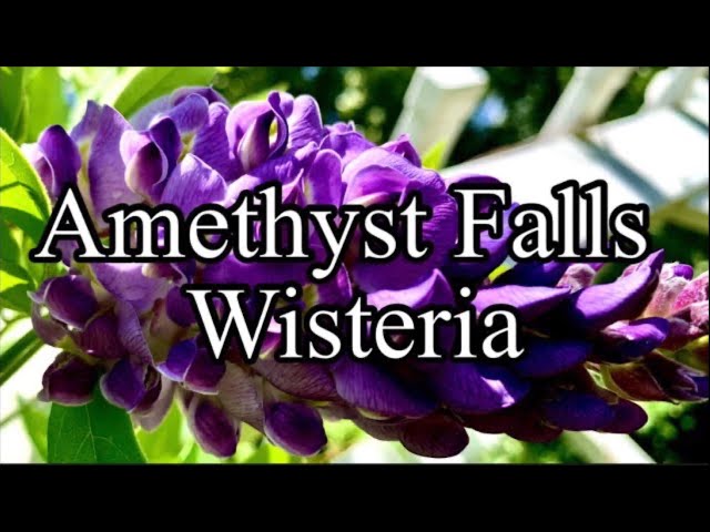 Wisteria In Bloom // Amethyst Falls #Shorts