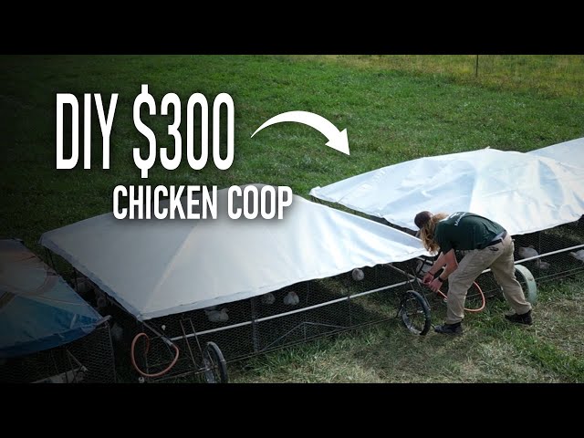 Building an INDESTRUCTIBLE Chicken Coop for Under $300