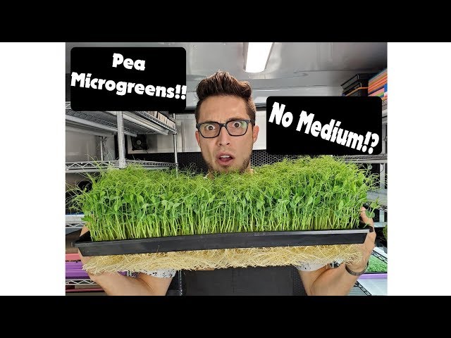 Yellow Pea Microgreens - Kratky vs Bottom Watering!?