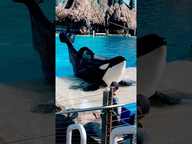 ORKA KILLER WHALE jumps out of water #whale #dolphin #animals #shorts #viral #trending #fun