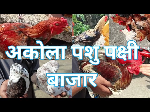 15-11-23 अकोला पशु और पक्षी बाजार || murga market || mandi || #animals #bird #market