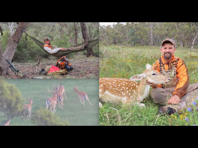 Summer Hunts 2024 (Fallow Deer Hunting and backpacking on Public Land)