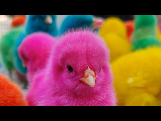 World Cute Chickens, Colorful Chickens, Rainbows Chickens, Cute Ducks, Cat cute , cute animal
