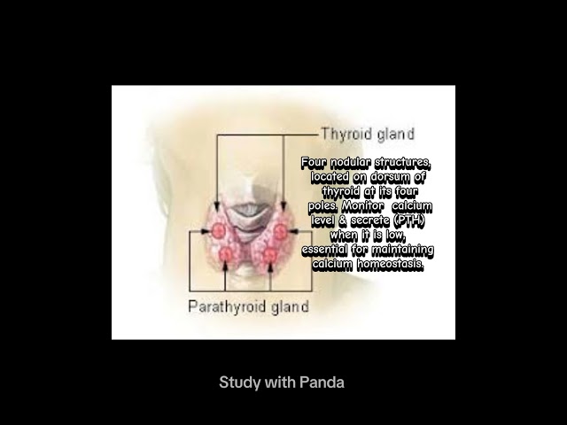 Glands of endocrine //physiology & anatomy#physiology #pharmd #study #studywithpanda #shorts  #short