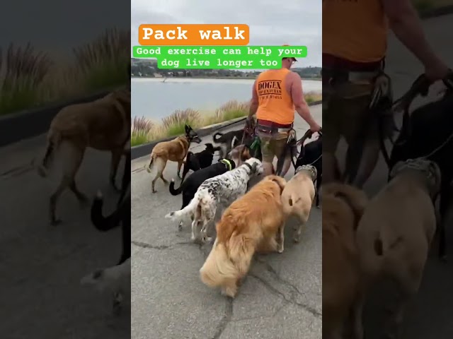 DOGEX:how to walk with the pack #dogwalker #dogobedience #dogreaction