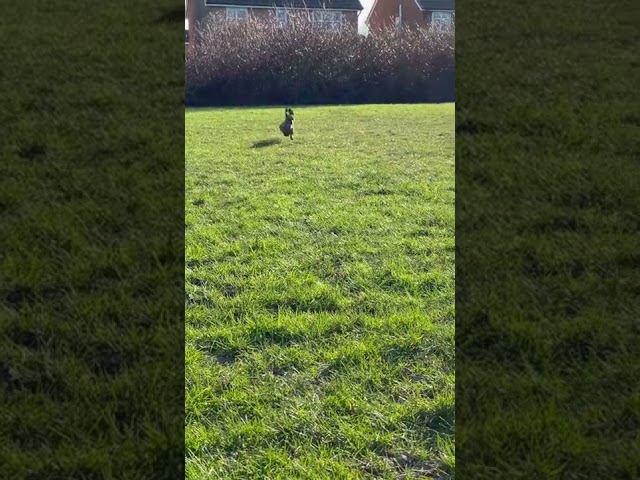 Mini dachshund running in the park