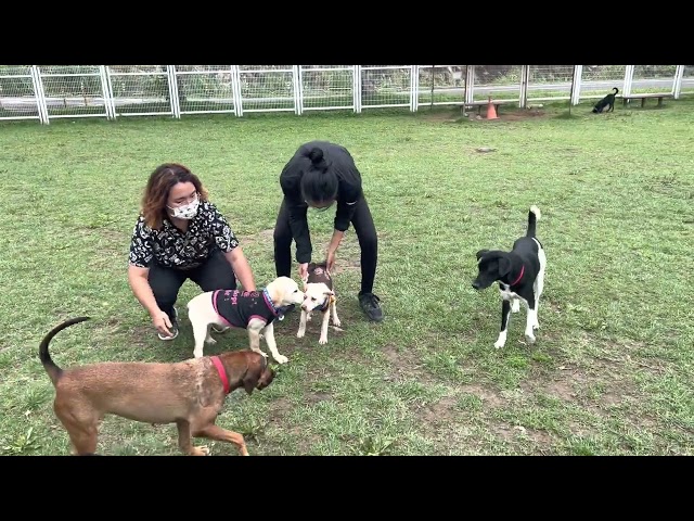 Adopt Mary’s Doggies - Wigu & Wigo at Doggie Park