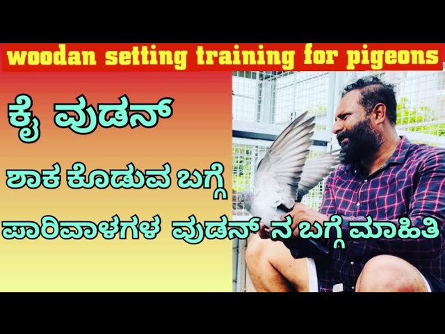 ಪರಿವಾಳಧ  ಉಡಾನ್ ಮಾಡುವ  ವಿಧಾನ | pigeon training udan setting for tournament | tumbler pigeon training