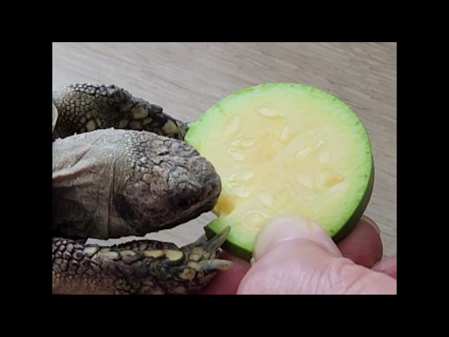 taykkim의(뉴)호거북이의아침식사240602촬영