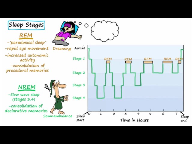 Stages of Sleep - non-REM, REM, Sleep Studies