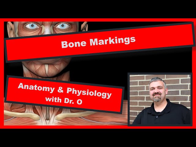 Bone Markings and Prominences:  Anatomy and Physiology