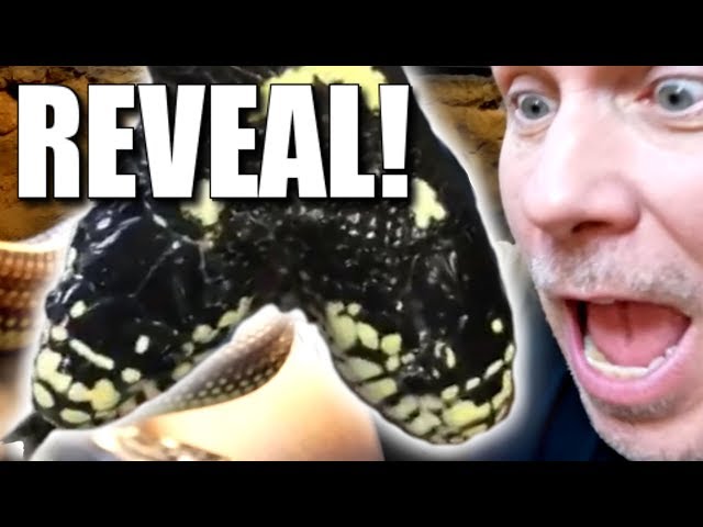 TWO HEADED SNAKES FIRST APPEARANCE AT REPTILE ZOO!!  | BRIAN BARCZYK