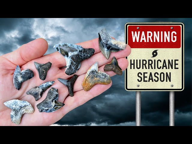 FOSSIL HUNTING IN FLORIDA AFTER THE STORM