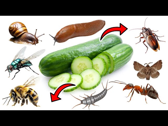 How To Use Cucumbers To Get Rid Of Pests - ANTS, SNAILS, BEE'S, COCKROACHES, SILVERFISH, FISH, Etc.