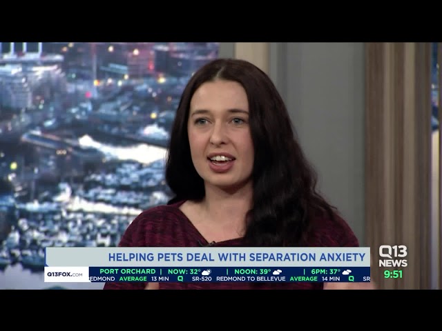 Helping pets deal with separation anxiety