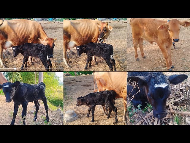 ஜானு கன்றுக்குட்டி ஈன்று விட்டது❤ 🙏/namma jannu kandrukutti  birth/new born calf