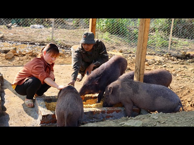 Tam and Lan build a farm | Completing a larger farming area, preparing to welcome baby wild boars