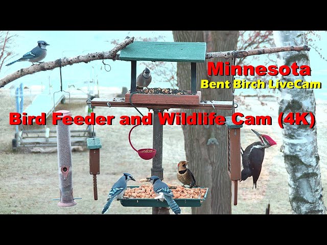 LIVE Minnesota Bird Feeder and Wildlife Cam (4K)