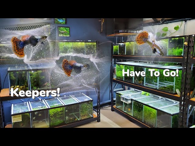 Maintaining Guppy Strains: How I select My Breeders, Platinum Dumbo Ear Red Mosaic Guppies
