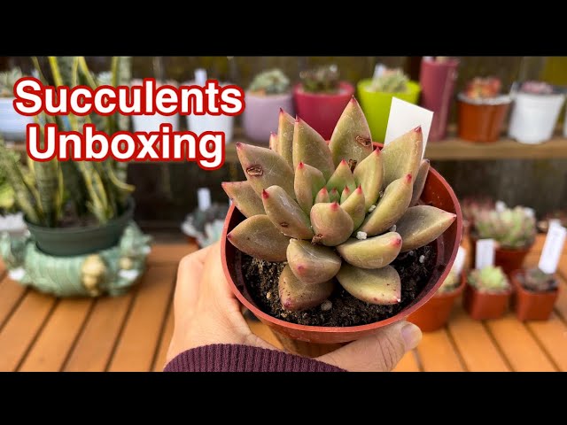 Unboxing Succulents From Thenextgardener and Names