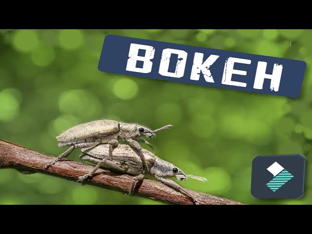 🔺​​ Filmora 13: El SECRETO para aplicar el efecto BOKEH