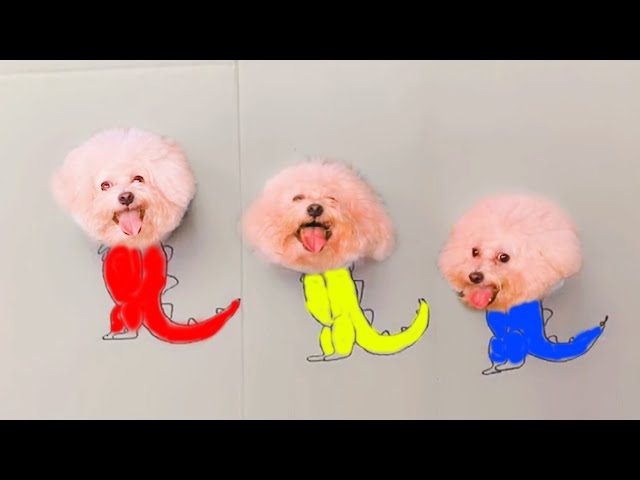 Tik Tok Chó Phốc Sóc Mini 😍 Funny and Cute Pomeranian 102   @Cute Mini