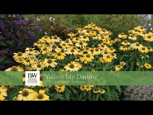 Yellow My Darling Echinacea | Walters Gardens