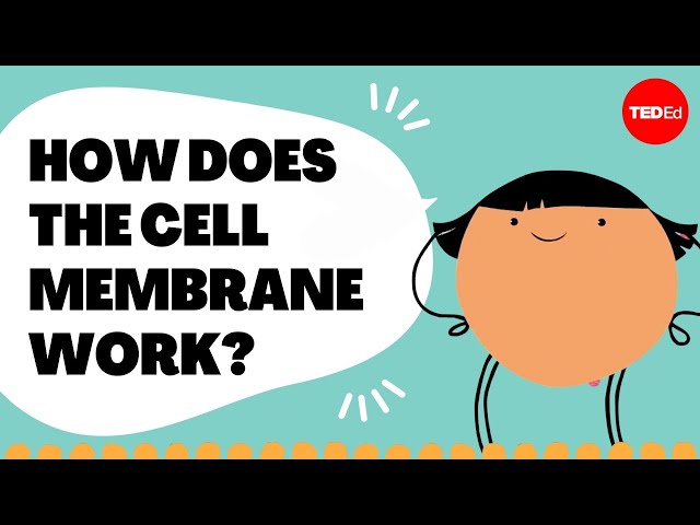 Insights into cell membranes via dish detergent - Ethan Perlstein