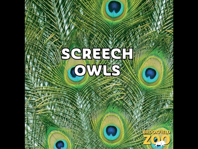 Fast Facts! Screech Owls