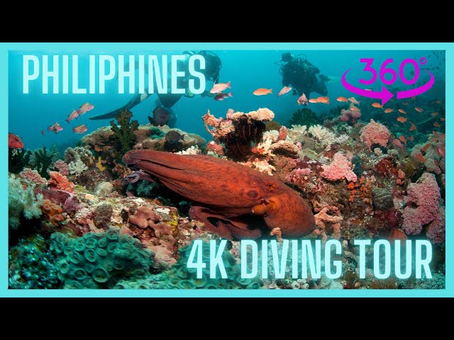coral rif 360 video 4K