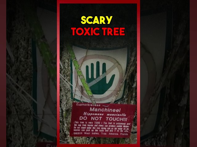 Scary toxic tree 🌳☠️😳
