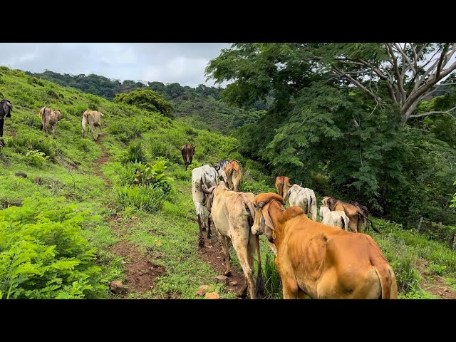 Juntamos a este grupo de vacas que se habían pasado para el otro potrero