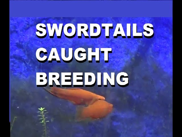 SWORDTAIL FISH caught BREEDING