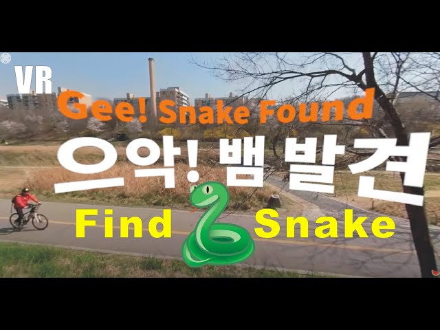 [vr] Walking Around the Yangjaecheon on the cherry blossom road | 양재천 VR | 뱀 찾기 | Snake hunt | 蛇探し