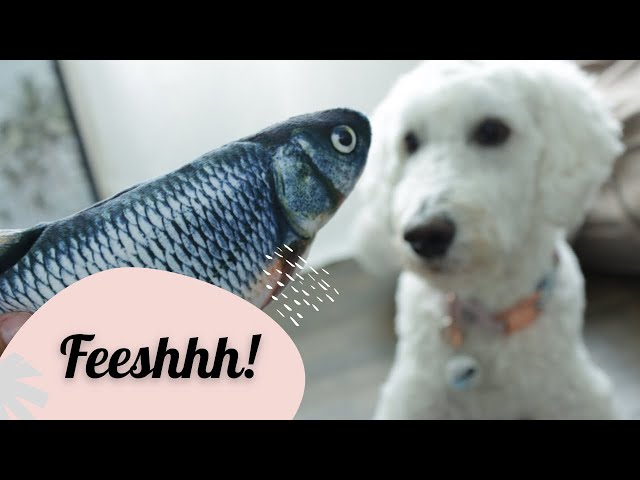 Dog vs. Floppy Fish | Goldendoodle Reacts to Cat Toy