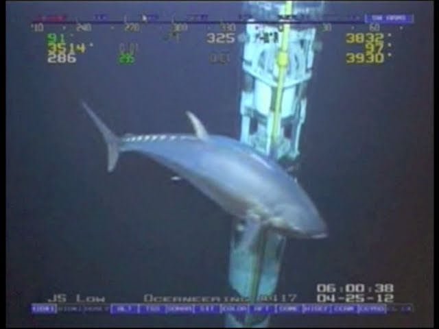WORLD RECORD FISH!!! 18ft Tuna!  ROV Deepwater Footage Bluefin Yellowfin Redfish