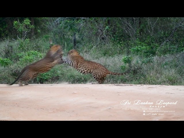 යාල කොටි සටන | The Leopard 'BIG Cat' Fight - Yala National Park