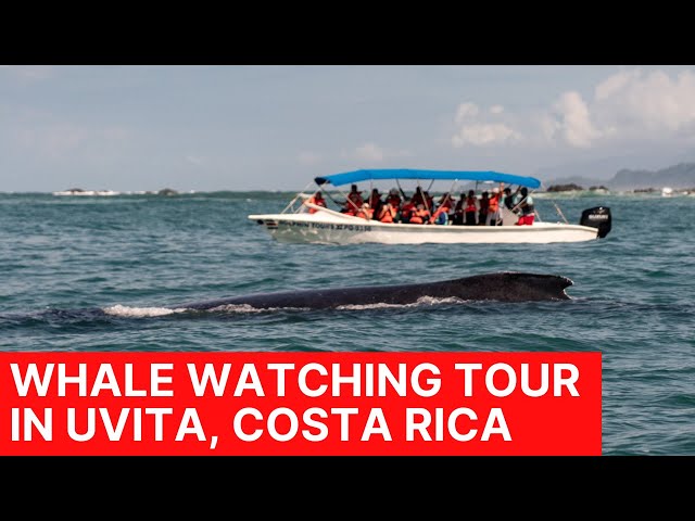 Whale Watching Tour in Uvita Costa Rica